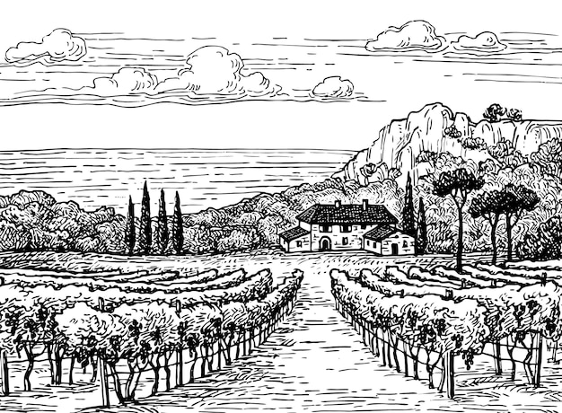 Vecteur paysage de vignoble dessiné à la main. illustration d'encre de style vintage.