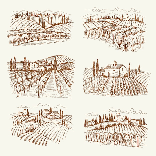Vecteur paysage de vignoble. france ou italie vintage village vignobles viticoles illustrations dessinées à la main