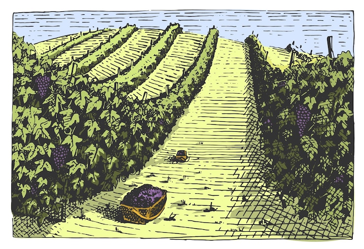 Vecteur paysage de vignobles dessinés à la main gravés à la main