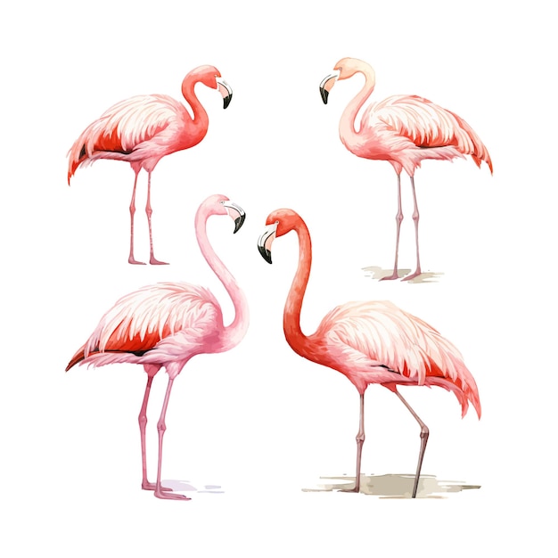 Vecteur peinture à l'aquarelle de flamants roses quatre collections isolées