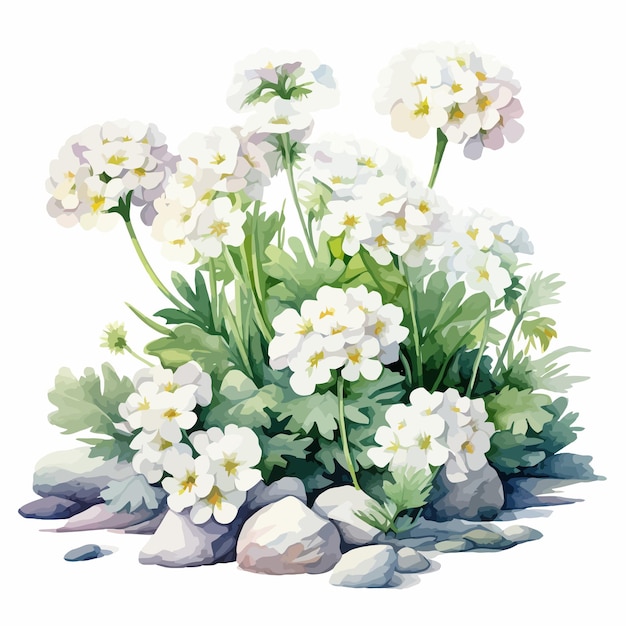 Vecteur peinture à l'aquarelle de fleurs candytuft