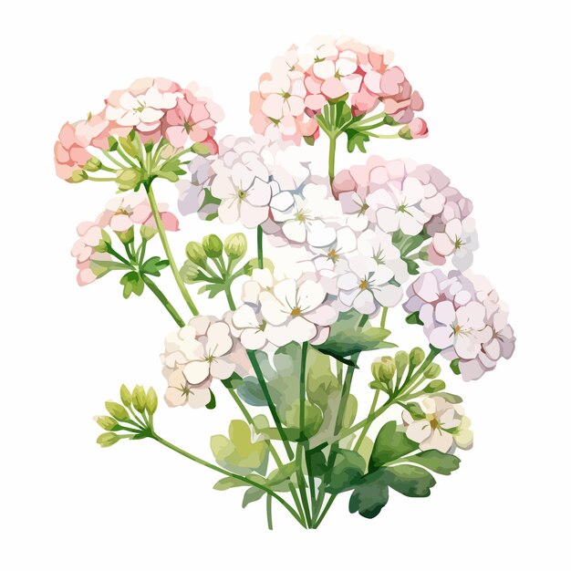 Vecteur peinture à l'aquarelle de fleurs candytuft