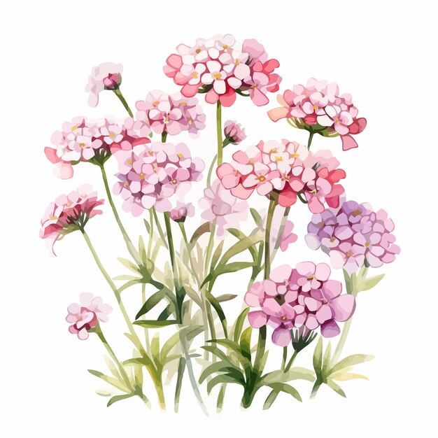 Vecteur peinture à l'aquarelle de fleurs candytuft