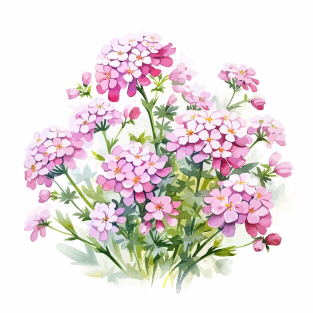 Vecteur peinture à l'aquarelle de fleurs candytuft