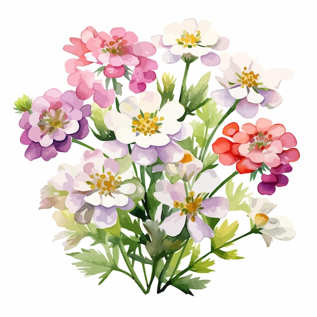 Vecteur peinture à l'aquarelle de fleurs candytuft