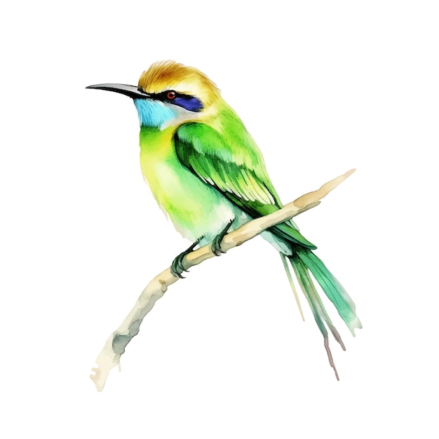 Peinture aquarelle oiseau Beeeater vert