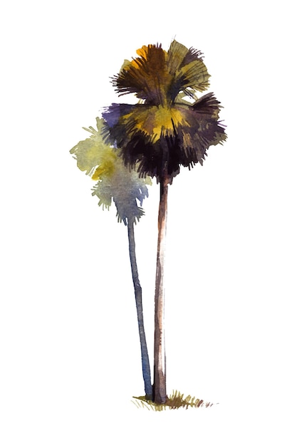peinture à l'aquarelle de palmier avec des branches