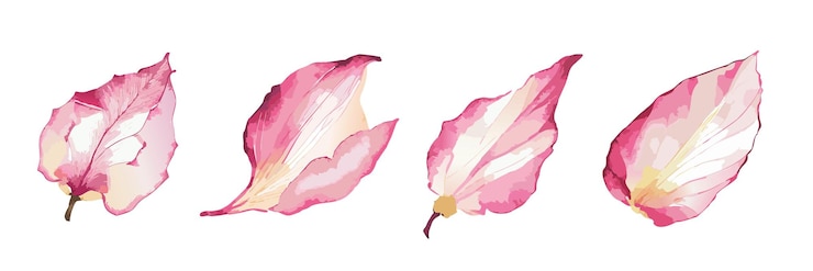 Vecteur peinture à l'aquarelle de pétales de rose
