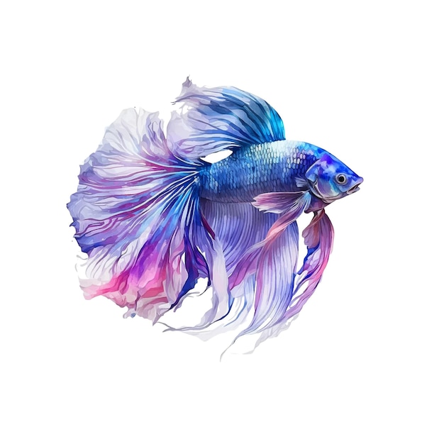 Peinture aquarelle poisson Betta