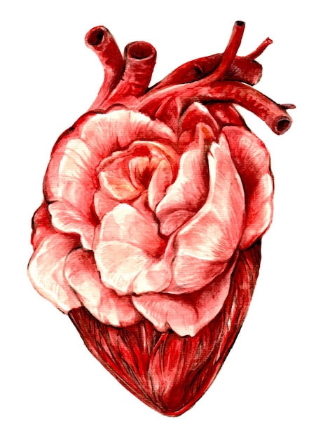 Vecteur peinture à l'aquarelle de rose de coeur. un coeur comme une rose. dessin réalisé à la main