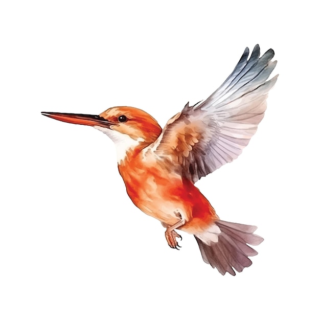 Peinture aquarelle Ruddy Kingfisher