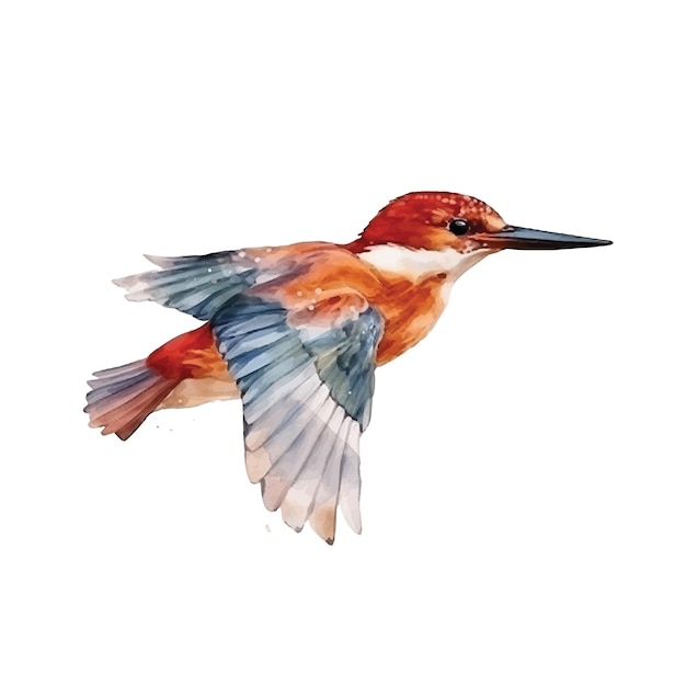 Vecteur peinture aquarelle ruddy kingfisher