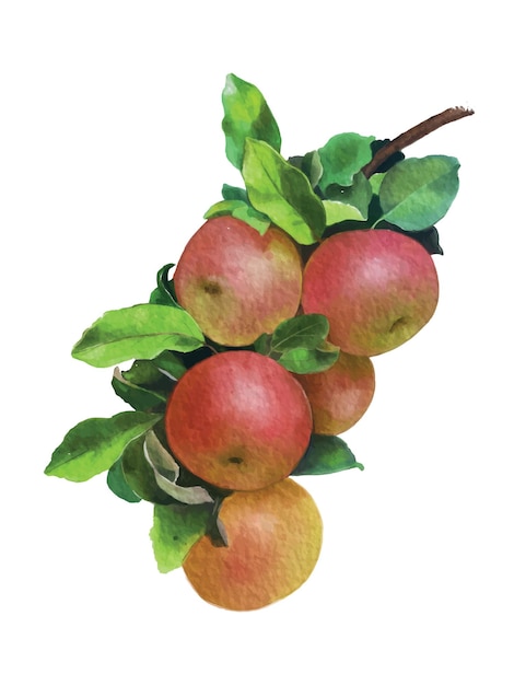 Peinture numérique de style aquarelle avec vecteur de pommes rouges isolé sur fond blanc