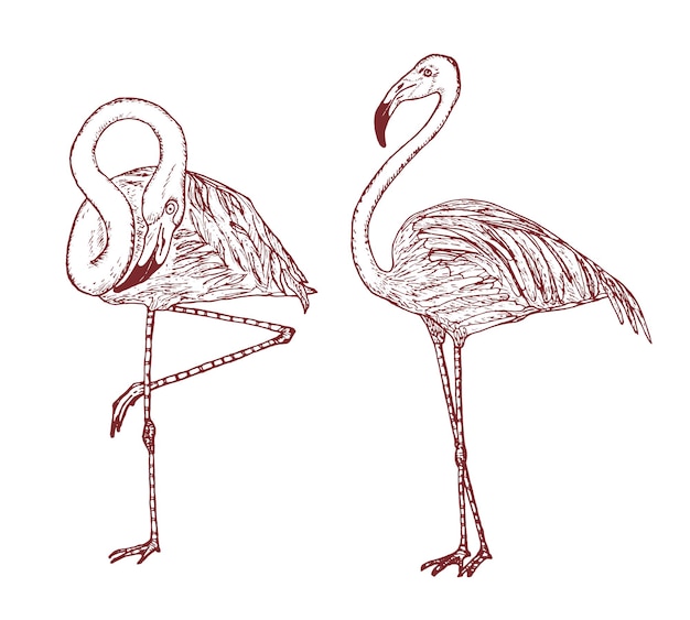 Pélican Et Ibis Sacrés Africains Et Cigognes Gravé à La Main Dessiné Vecteur Oiseaux Croquis Graphique