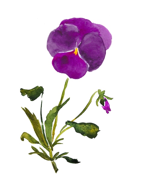 Pensée Fleur Illustration Violet Violet Pensées Fleur Fleur Aquarelle Illustration