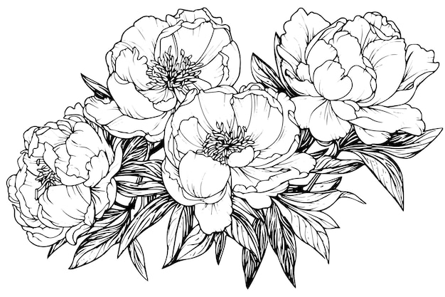 Peonie fleur et feuilles dessin vecteur dessiné à la main illustration à l'encre gravée