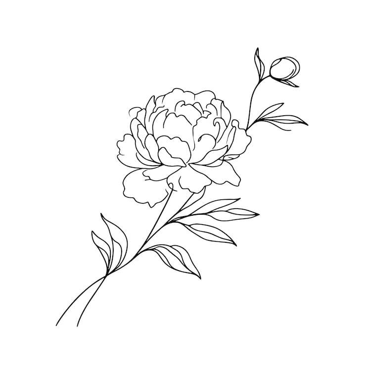Vecteur peonies en une ligne sur un fond blanc fleurs botaniques flore esthétiques fleurs en une ligne