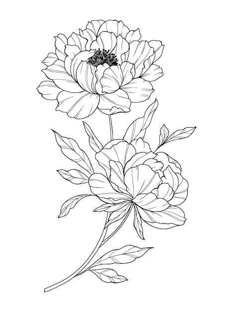 Peony Line Art Bouquets et fleurs de peonie florale à la mode Dessin de ligne botanique Collection de peonie