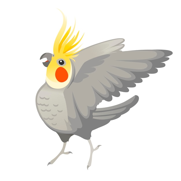 Perroquet Adulte De Calopsitte Grise Normale Vous Regardant Et Battant Son Aile (nymphicus Hollandicus, Corella) Dessin Animé Oiseau Design Plat Illustration Vectorielle Isolée Sur Fond Blanc.