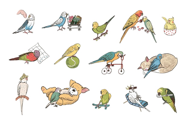 Vecteur des perroquets, des oiseaux, des animaux de compagnie, des illustrations vectorielles.
