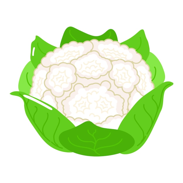 Vecteur le personnage drôle et mignon de cauliflower