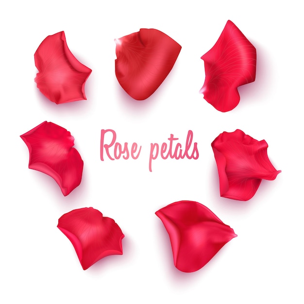 Pétales de rose rouge sur blanc