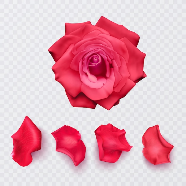 Vecteur pétales de rose rouges sur fond transparent et rose réaliste, illustration vectorielle