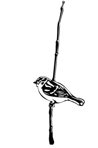 Vecteur petit oiseau sur un moineau de branche