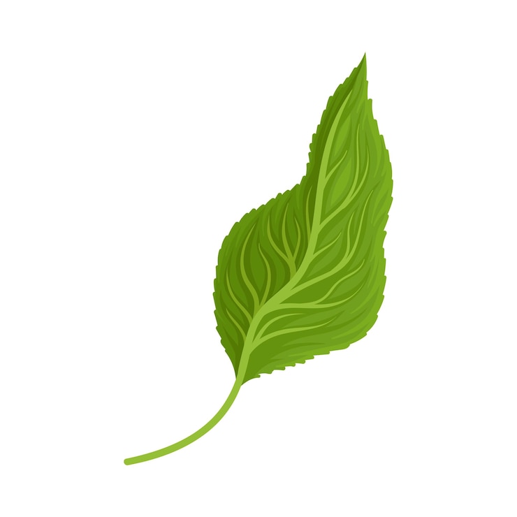 Vecteur petite feuille verte unique de tournesol ou d'une autre plante avec des bords courbés inclinés de droite à gauche illustration de dessin animé isolée sur fond blanc