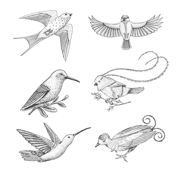 Petits oiseaux de paradis hirondelle rustique ou martlet et parus ou mésange colibri roux et col blanc Jacobin animaux tropicaux exotiques Utilisation pour la fête de mariage gravée à la main dessinée dans un vieux croquis
