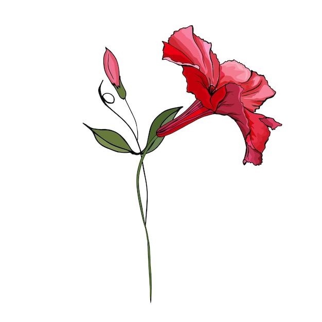 Pétunia rouge fleur sur tige dessiné à la main.