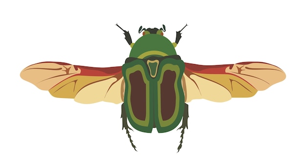 Peut Bug Scarabée Avec Ailes Vue De Dessus Graphique Vectoriel Illustration Couleur Sur Fond Blanc