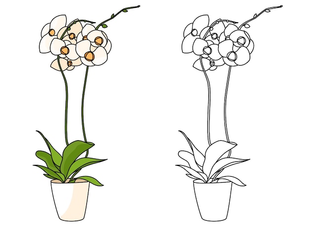 Phalaenopsis Mariola Fleur En Pot Plante Pour Livre De Coloriage Décoratif Main Dessiner Ligne Orchidée