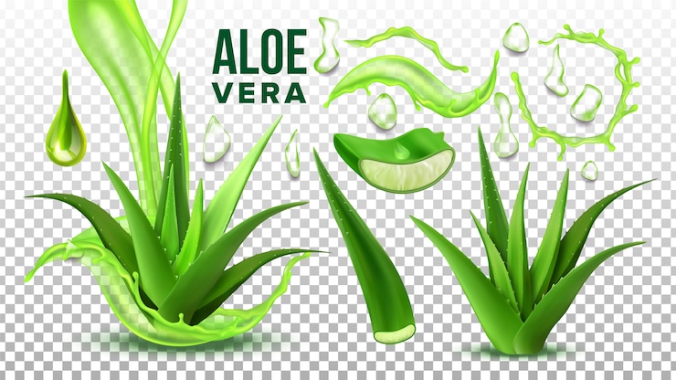 Vecteur pharmacie succulente aloe vera