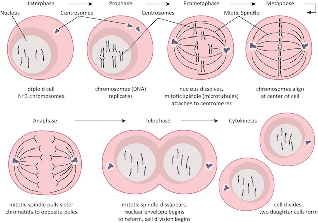 Vecteur phases de la méiose