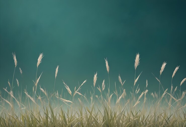 Photo d'un champ d'herbe haute et mince avec un fond doux et flou de couleur bleu turquoise L'herbe est éclairée par une chaude lumière dorée