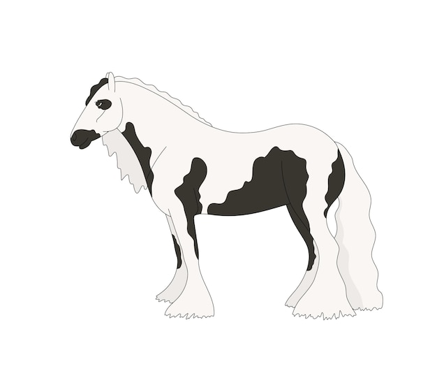 Piebald Tinker Isolé De Sur Fond Blanc