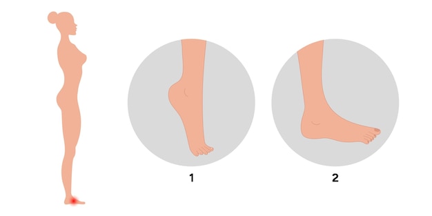 Vecteur le pied d'exercice