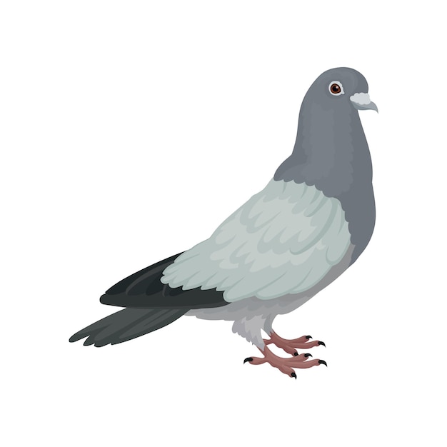 Pigeon urbain gris vue latérale vector Illustrations sur fond blanc