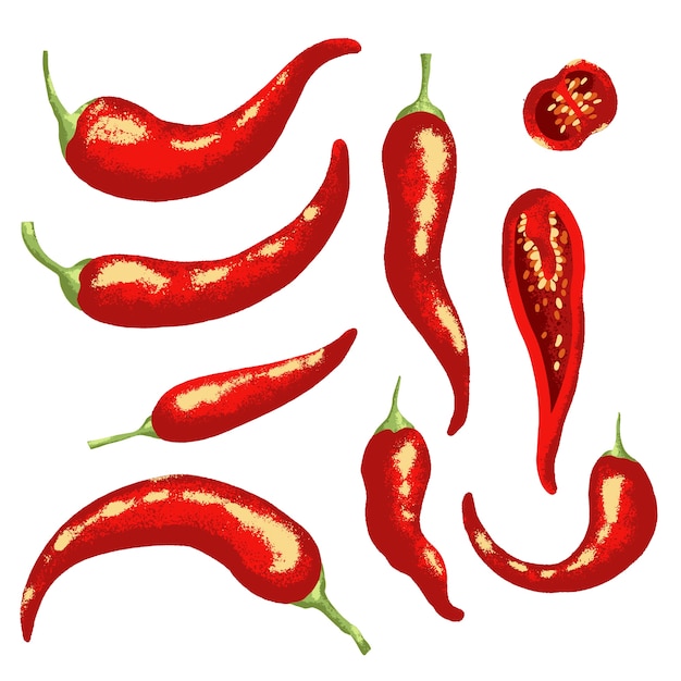 Piment Chili Rouge . Illustration Isolée.