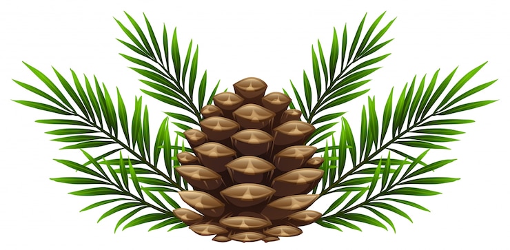 Vecteur pinecone avec des feuilles de pin sur fond blanc