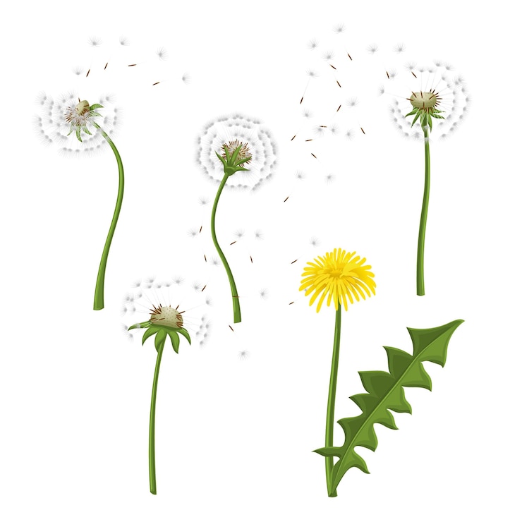 Vecteur pissenlit fleur nature set cartoon vector illustration