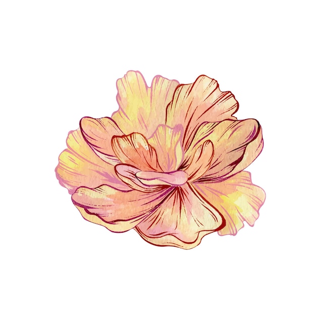 Pivoine aquarelle