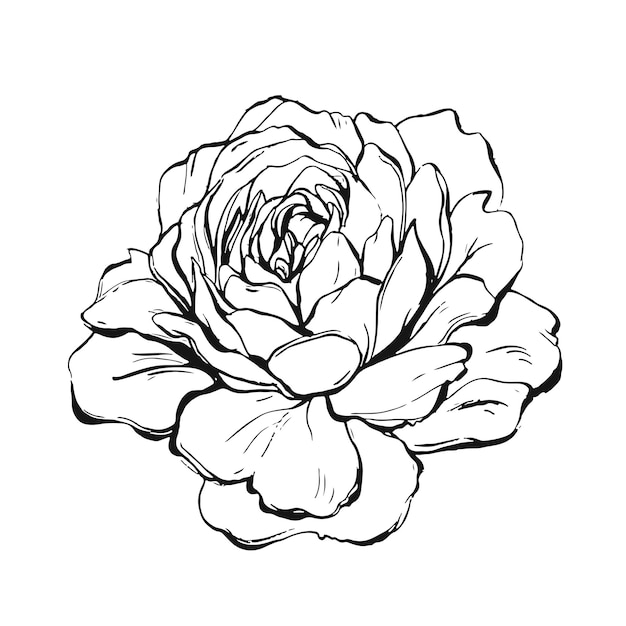 Pivoine d'encre graphique abstraite vectorielle faite à la main ou fleur rose isolée sur fond blancÉléments de conception de contour pour mariage bohoanniversaireenregistrer la carte de date