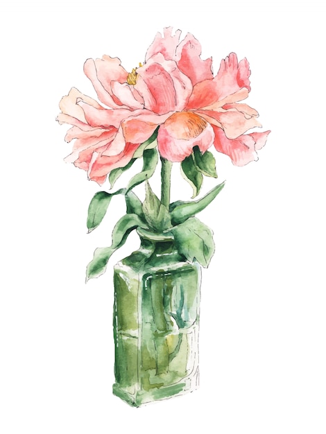 Pivoine Rose Dans Une Bouteille En Verre Verte, Croquis Aquarelle, Illustration Botanique