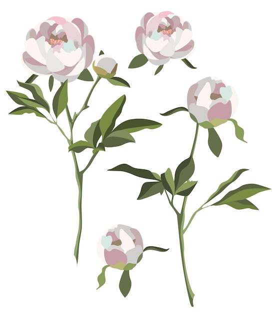 Pivoines Blanches Isolées Sur Fond Blanc. Vecteur Sertie De Fleurs, De Bourgeons Et De Feuilles