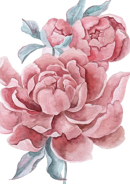 Pivoines Vintage Aquarelles Bouquet De Pivoines Roses Luxuriantes