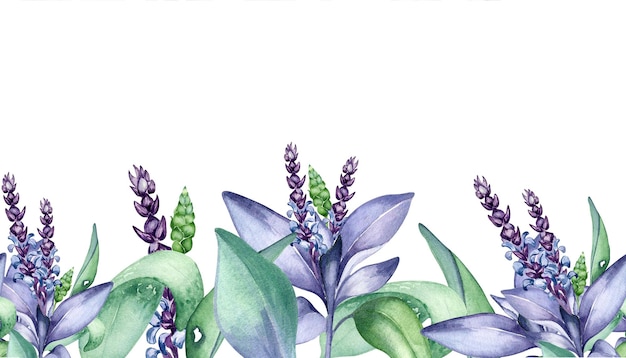 Planche Transparente D'illustration Aquarelle De Plantes à Base De Plantes De Sauge Isolée Sur Blanc Salvia Officinalis