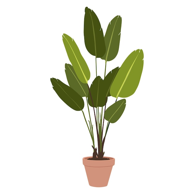 Plante d'aspidistra en pot sur fond blanc feuillage exotique mignon style doodle dessiné à la main