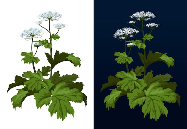 Vecteur plante de berce du caucase toxique cowbream heracleum plante heracleum sosnowski pleine grandeur isolée sur illustration vectorielle blanche